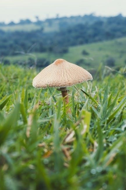 a field guide to australian fungi pdf